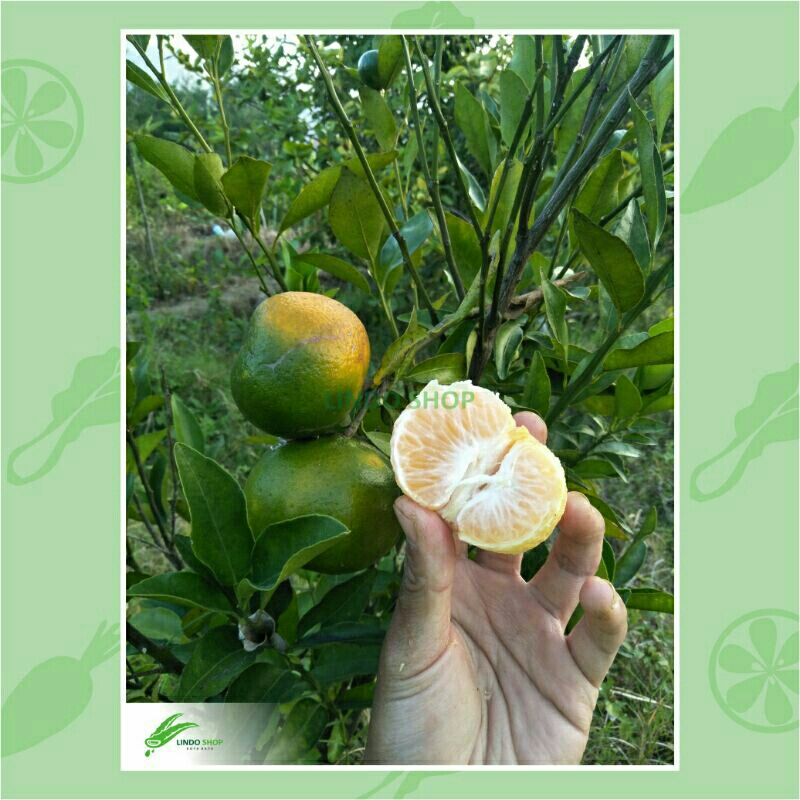 

Buah Jeruk Siam Fresh 1 kg ( isi 14 - 17 buah )