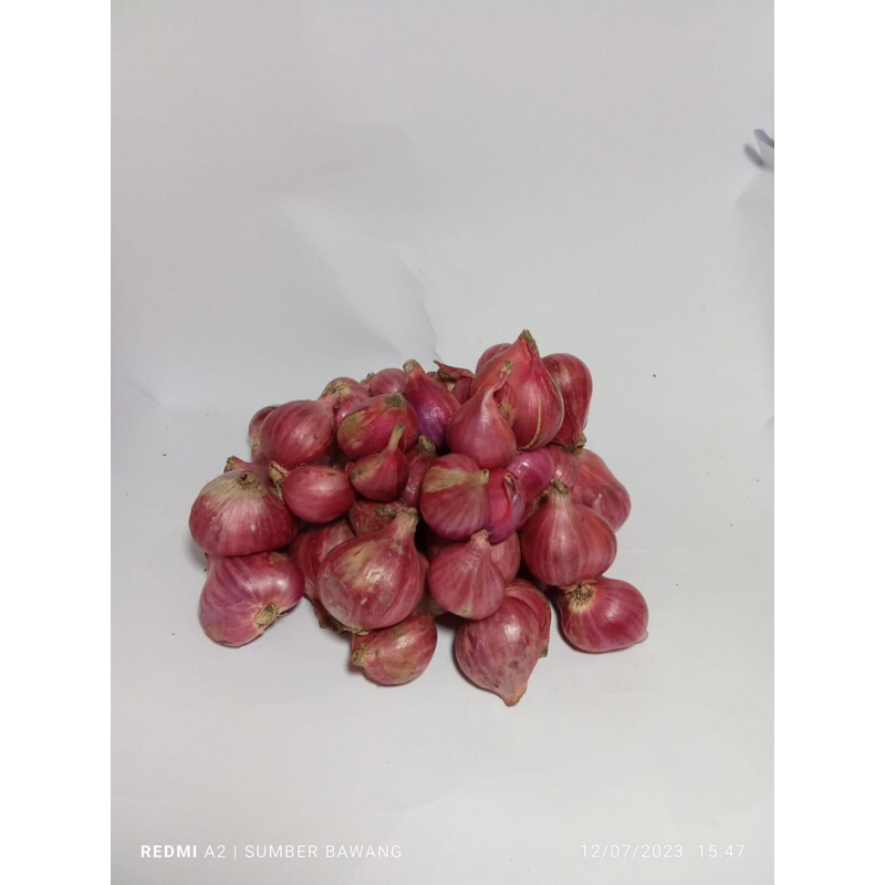 

Bawang merah tanggung