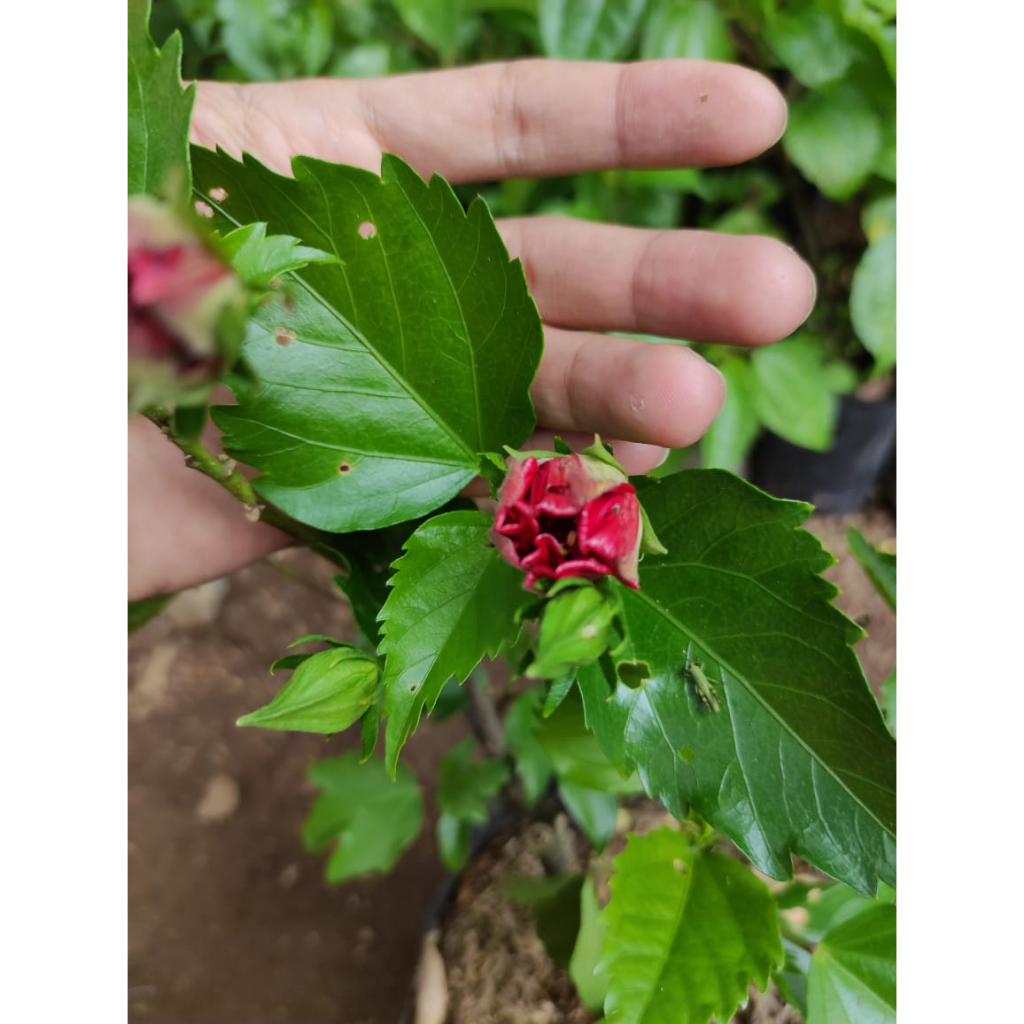 Bibit bunga sepatu - pohon bunga sepatu bunga merah - daun wera - eora wari tanaman hias