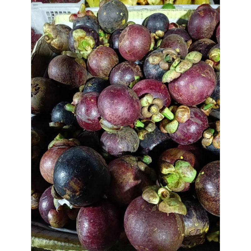 

Buah Manggis 1kg