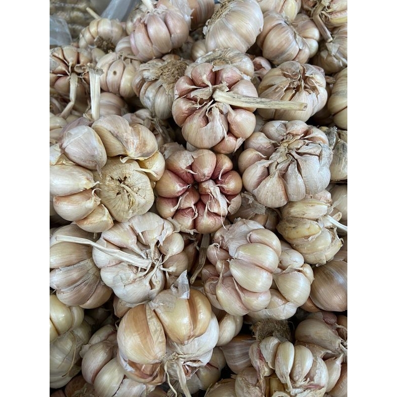 

Bawang Putih Jumbo 1KG