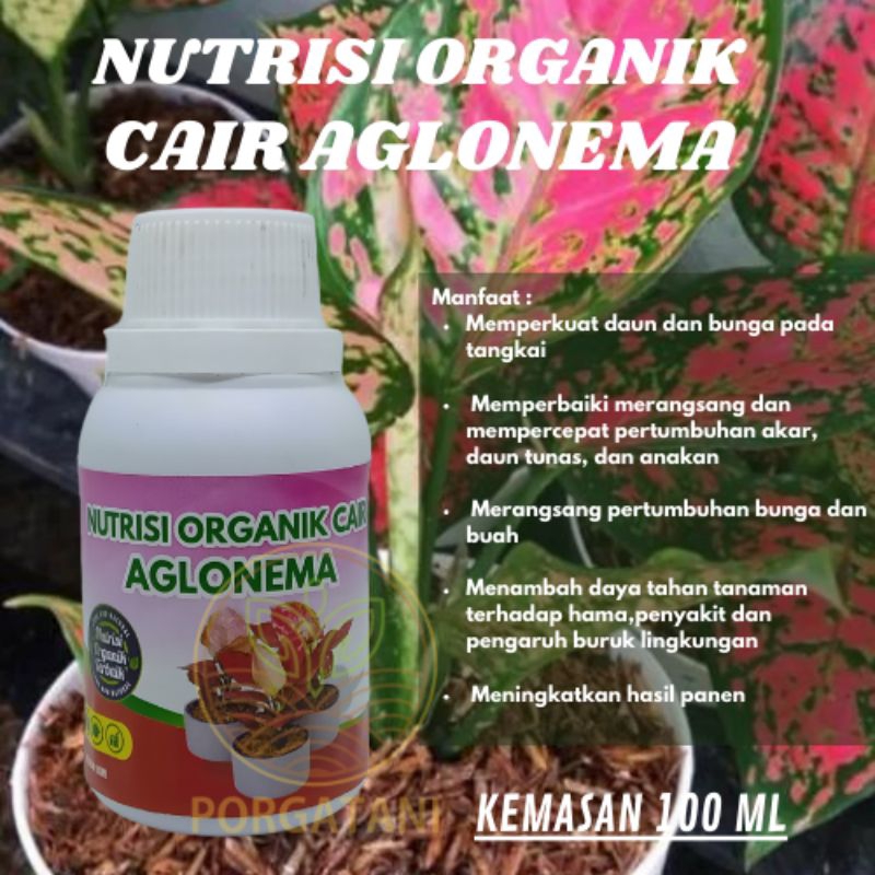 Pupuk Organik Cair Aglonema Nutrisi Organik Cair Aglonema Pelebat Tanaman Anti Rontok Pupuk Aglonema