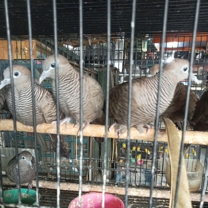 burung perkutut cemani kol buntet