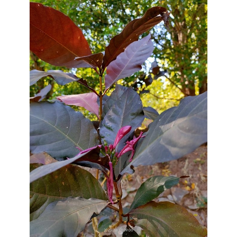 

Daun Ungu Segar (20 lembar)