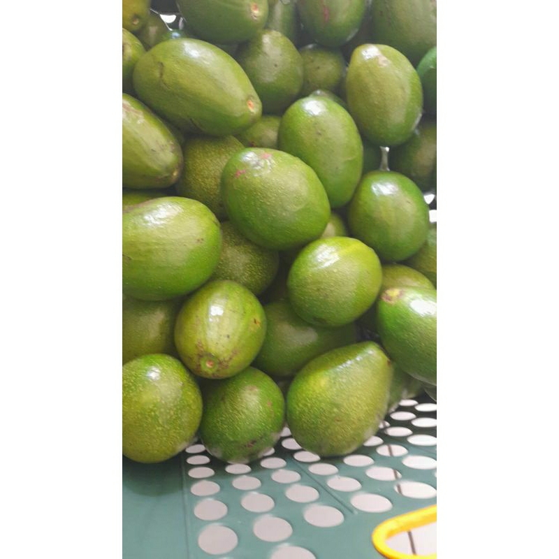 

Alpukat mentega 1kg isi 3-5 pcs