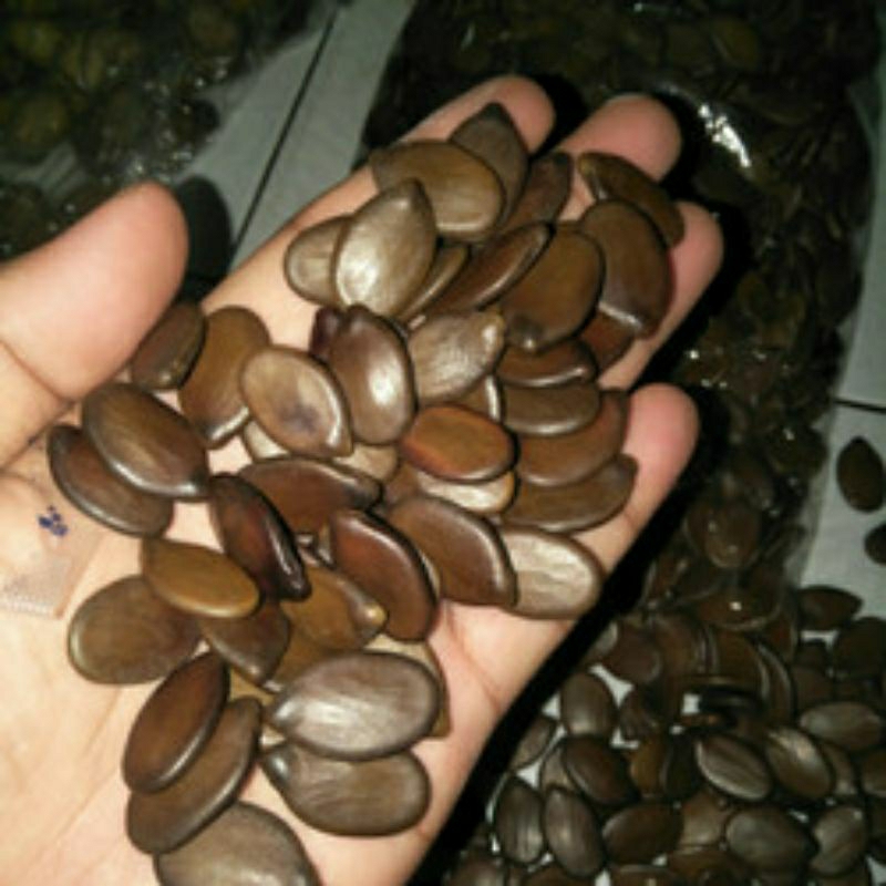 biji pakis brazil solobium perbiji