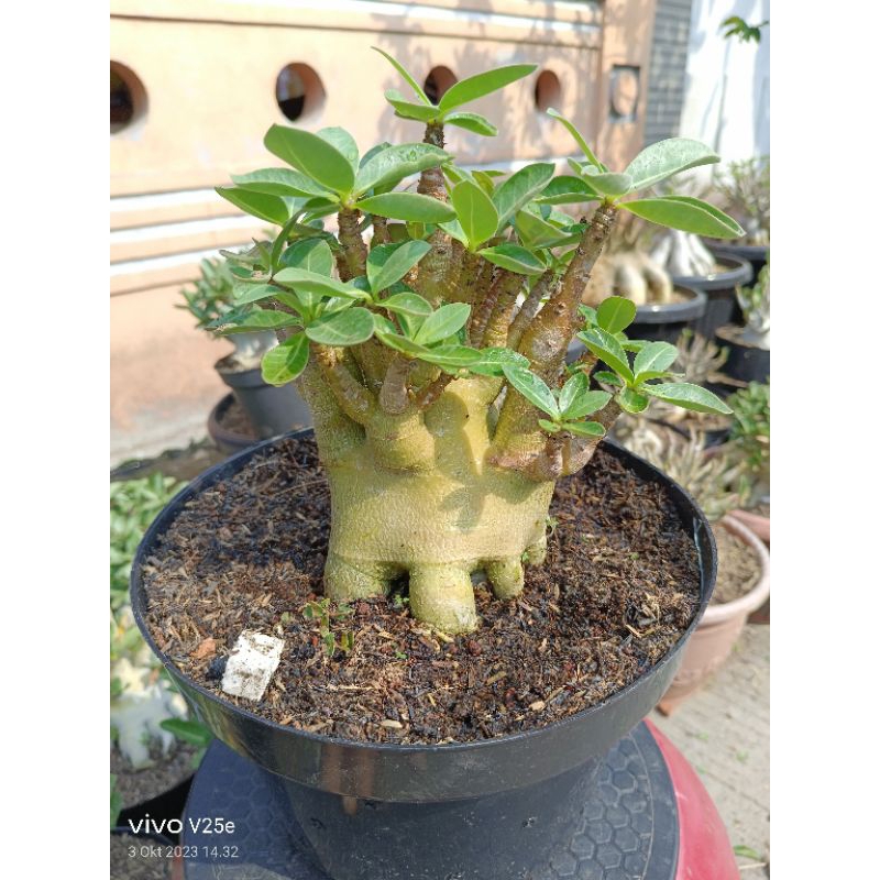 Adenium karakter ID G.ET x WkL. KLT