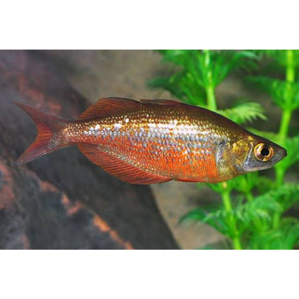 Ikan Red Rainbow Ikan Rainbow Merah
