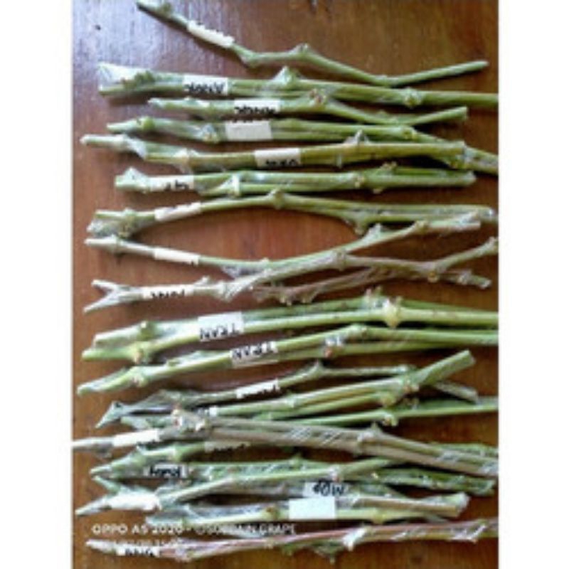entres anggur import