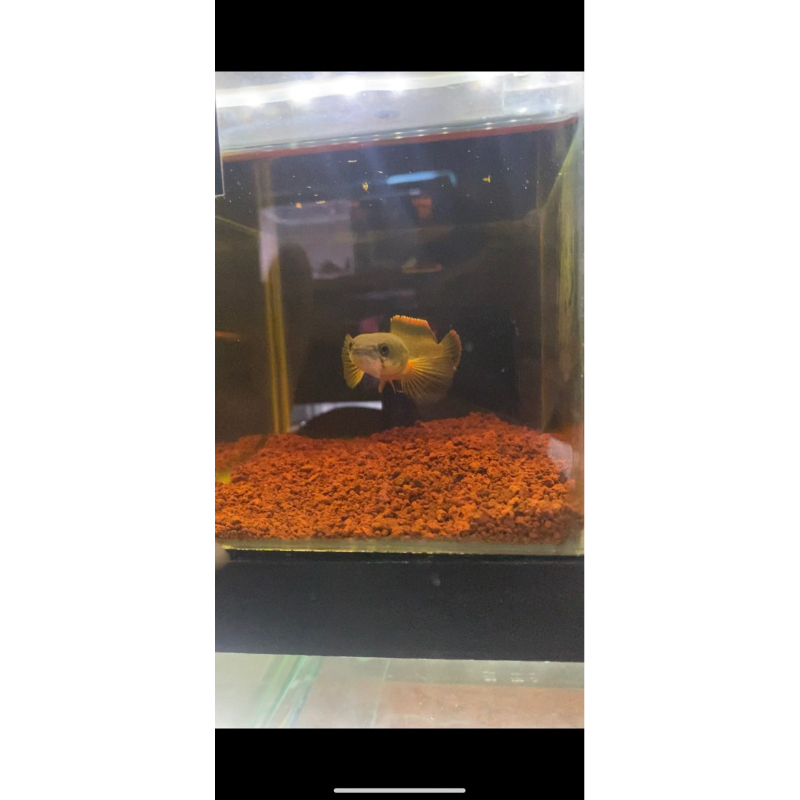 GOLDEN STRIP LIMBATA