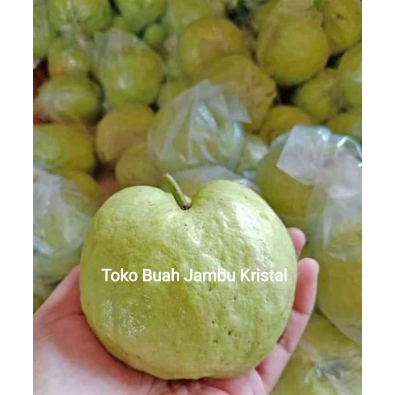 

buah jambu kristal 1 kg ukuran KECIL buah jamkis fres buah segar fresh