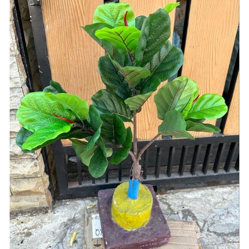 ID POHON KETAPANG LATEX X3 PREMIUM