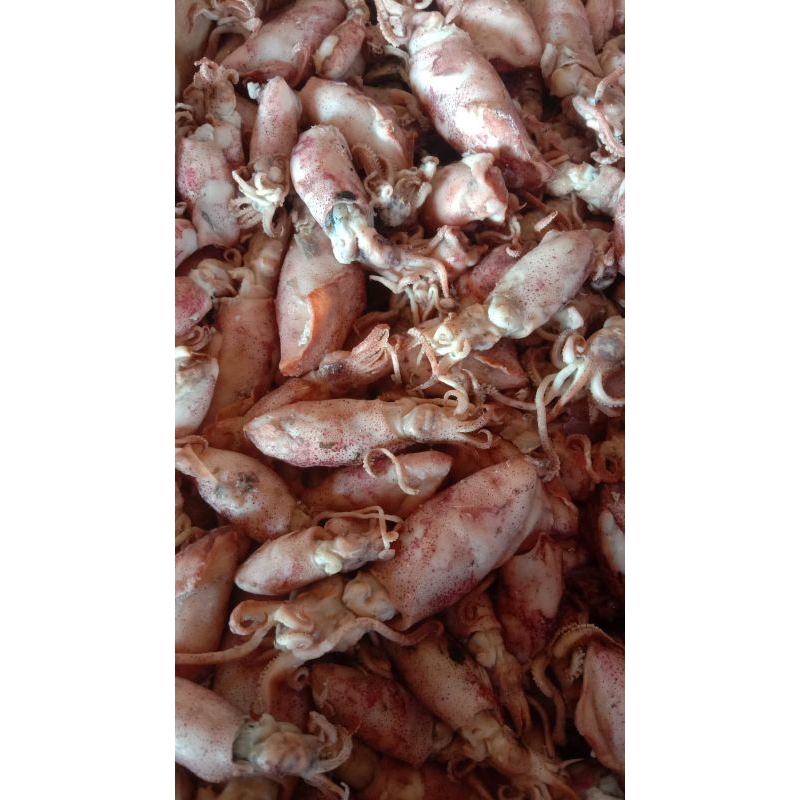 

Termurah ikan asin cumi asin 1 kg