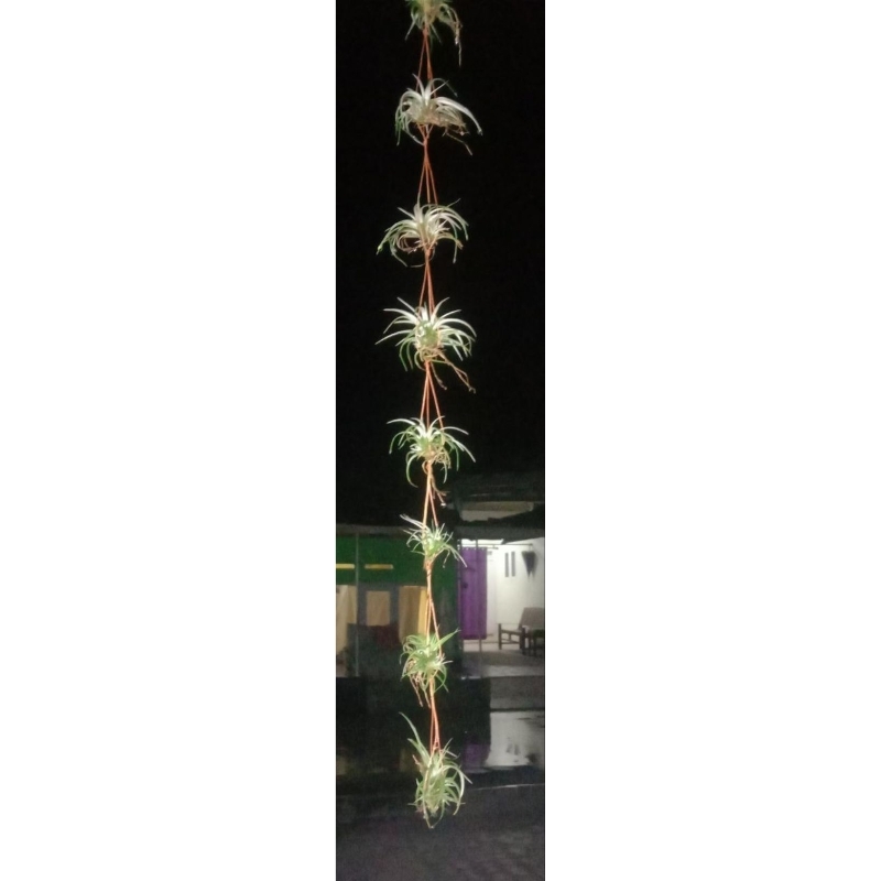 Promo Tillandsia utriculata Tirai