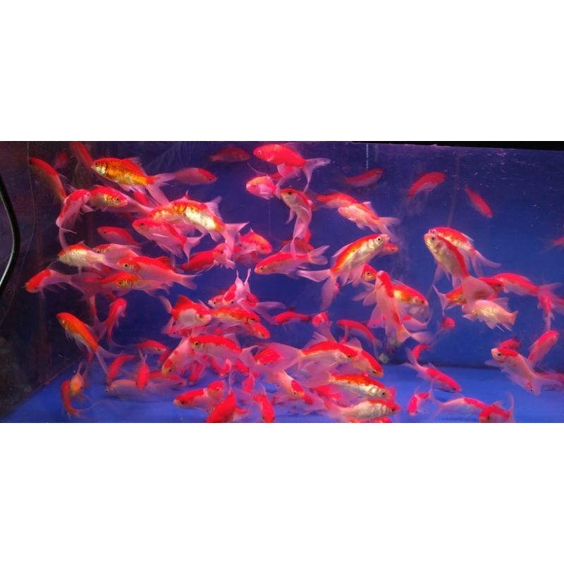 Ikan komet / Ikan Hias Akuarium Air Tawar