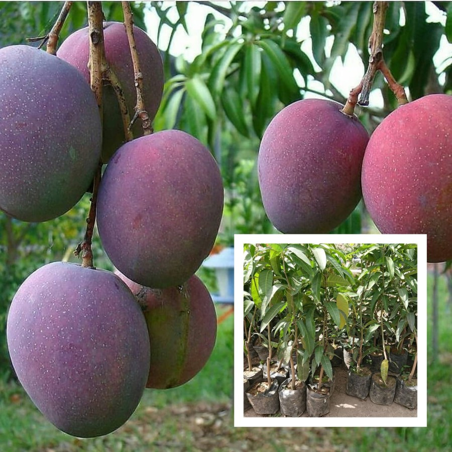 MANGGA UNGU BIBIT