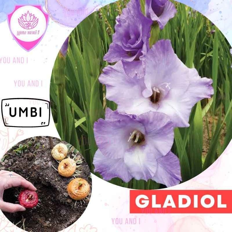 UMBI GLADIOL PURPLE - Bibit Bunga