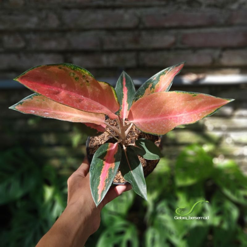 tanaman hias aglonema kochin carlie brown, TANLOK (tanian lokal)