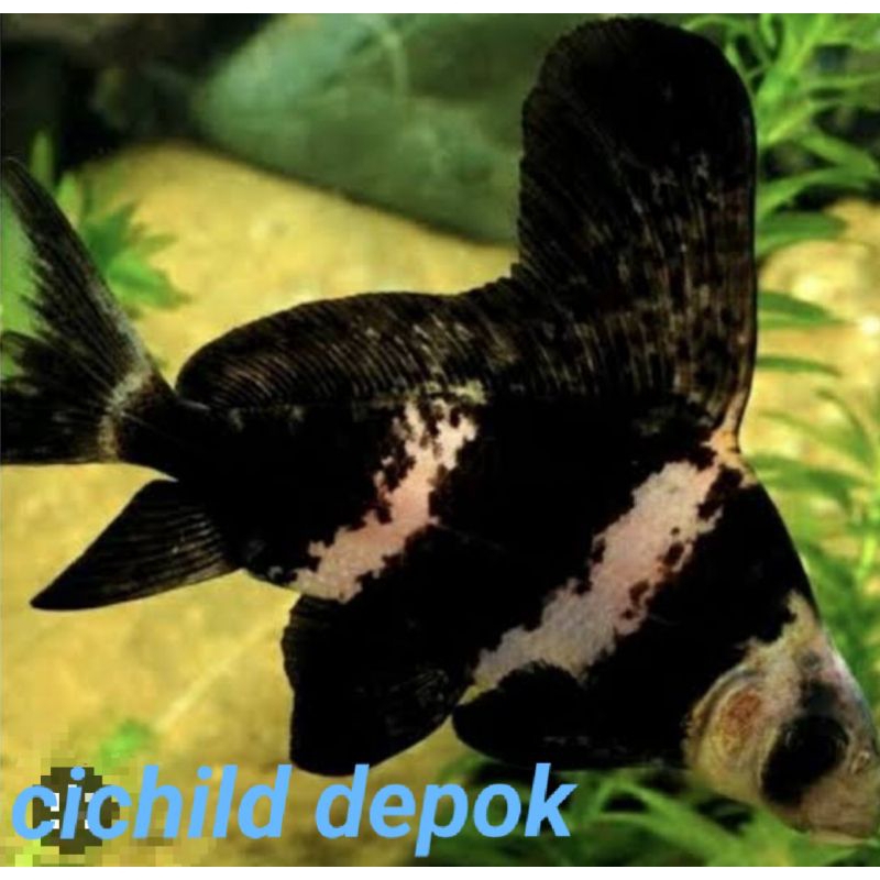 CHF chinese high fine hiasan akuarium