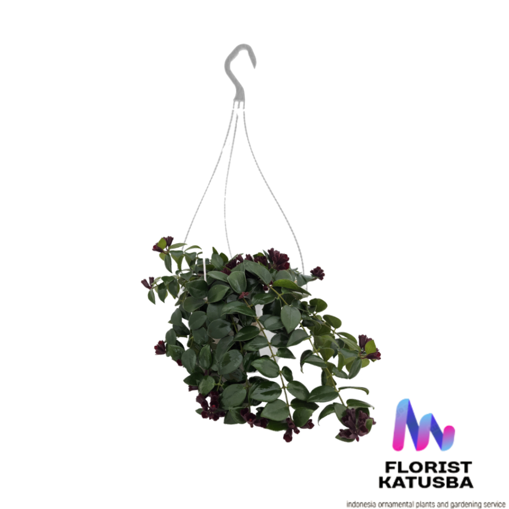 Tanaman hoya Lipstick Merah Jumbo Daun Besar