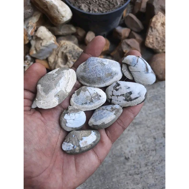 batu fosil kerang laut