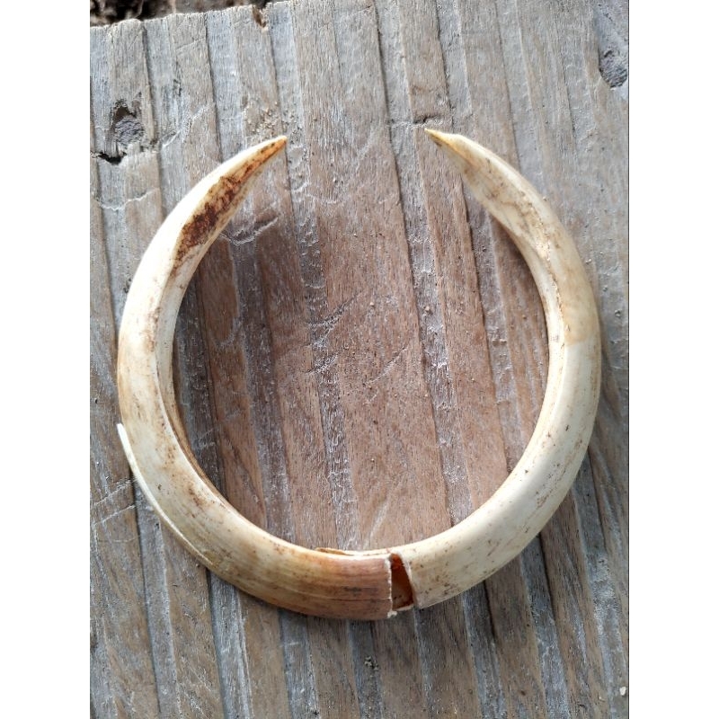 taring babi hutan asli ori