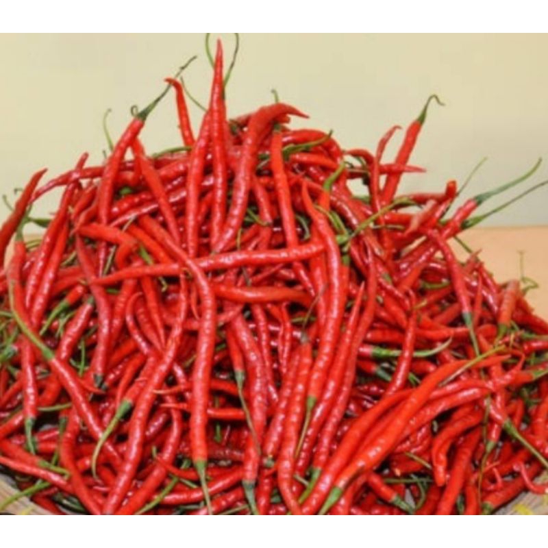 

cabe merah keriting