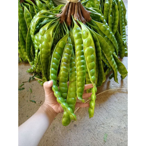 

Pete Super tua sedang murah Perpapan / 1 papan