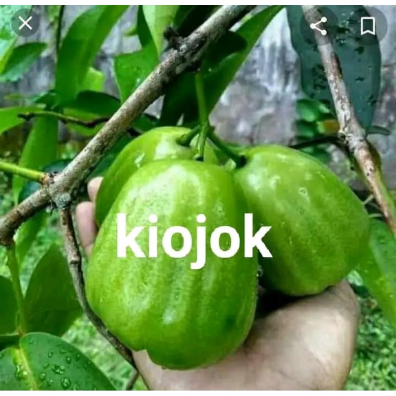 BIBIT JAMBU AIR KIOJOK OKULASI