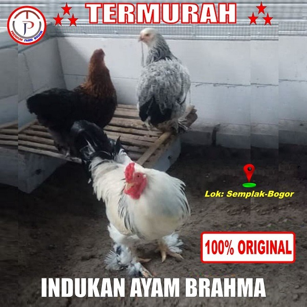 Jual Brahma Gold Laced Indukan Sepasang - Jakarta Timur - Rumah Ayam Hias