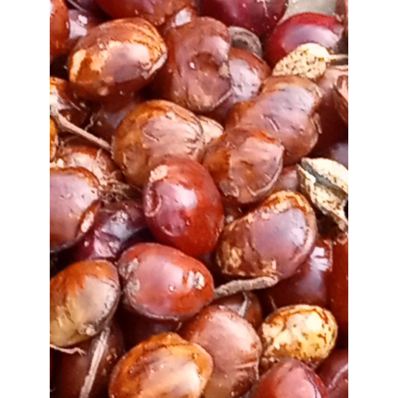 

jengkol tua 1 kg
