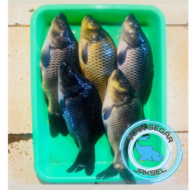 

Ikan Mas Segar dan Fresh