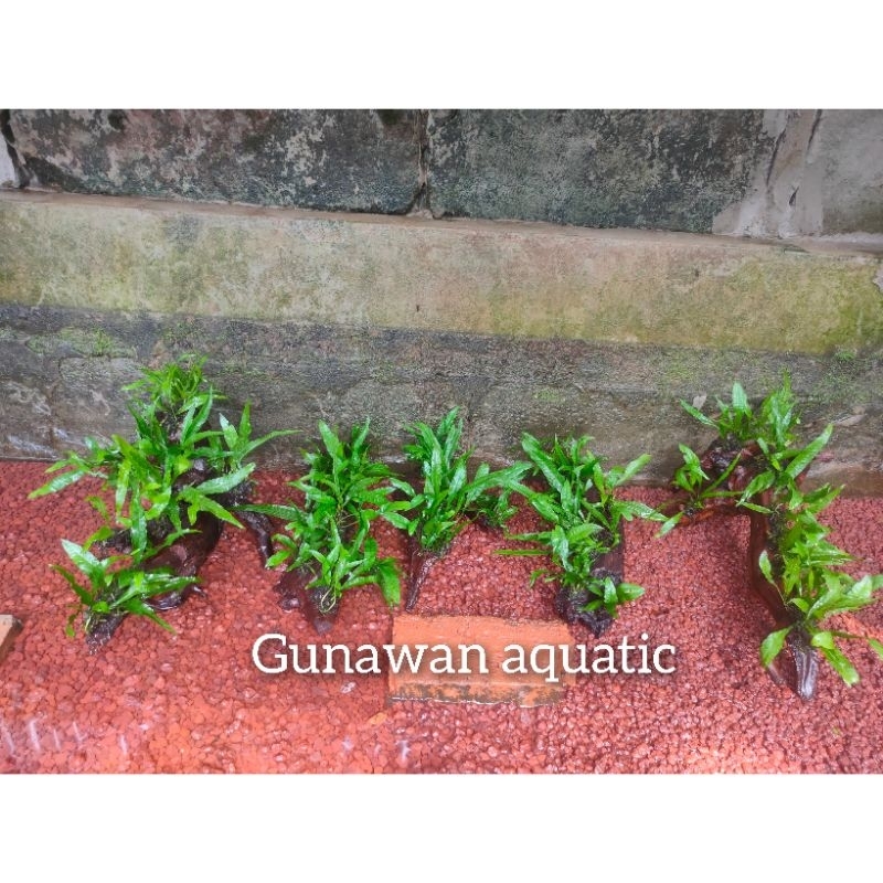 bonggol kayu kadaka tanaman aquascape