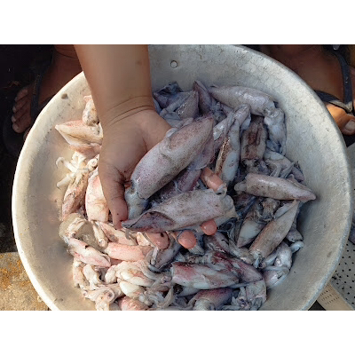 

Cumi cantik besar / cumi cumi / seafood / makanan laut