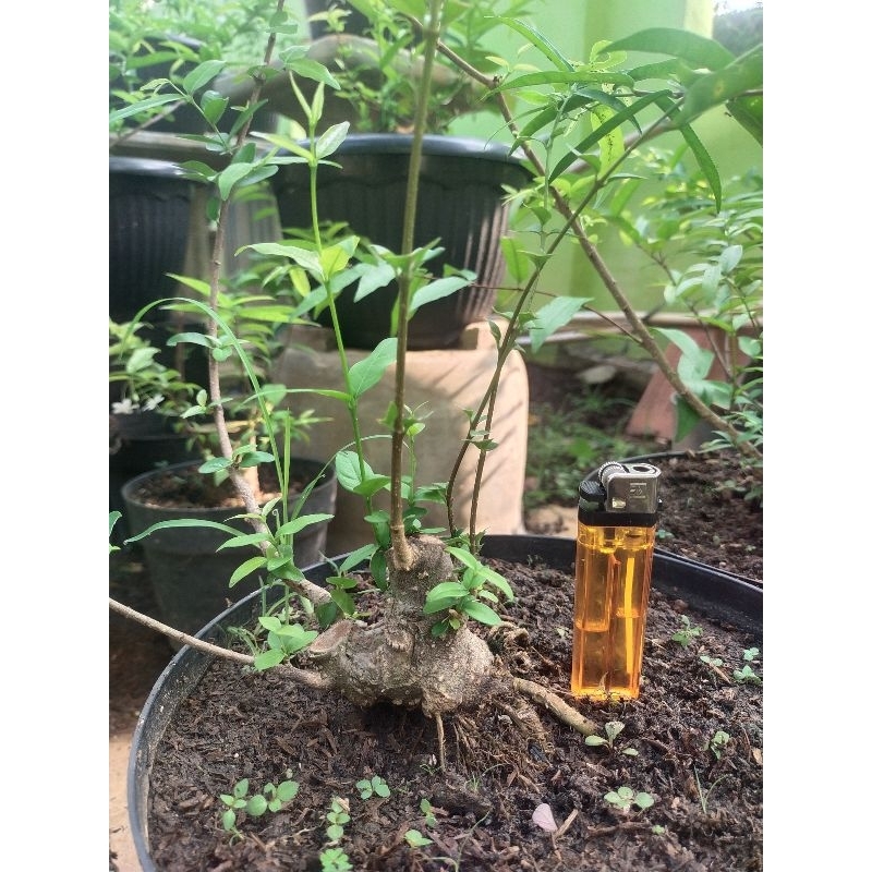 bonsai anting putri program bogel