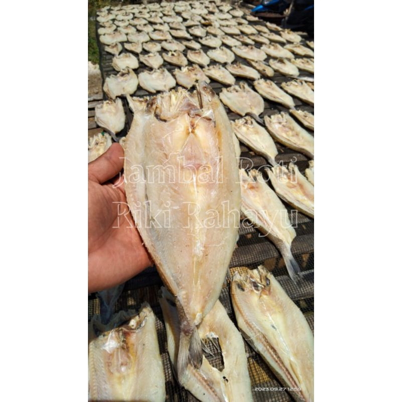 

Ikan asin Gabus laut