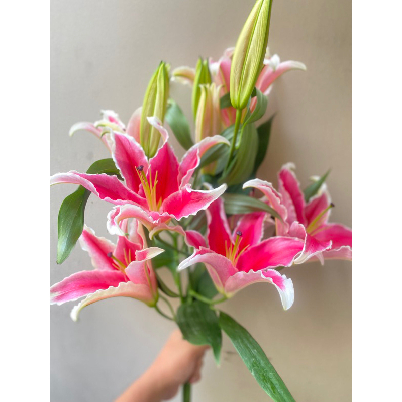 bunga potong segar lily segar wangi asli