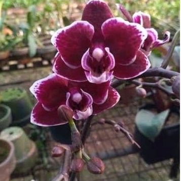 bundling angbul mekar knop