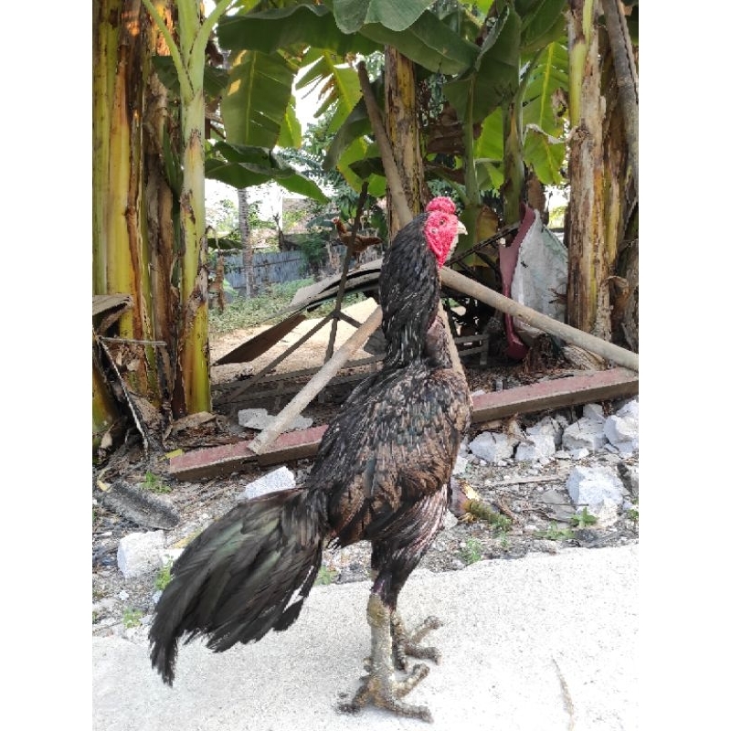 Ayam jago pejantan pacek Bulbi Mangon Big size warna cantik