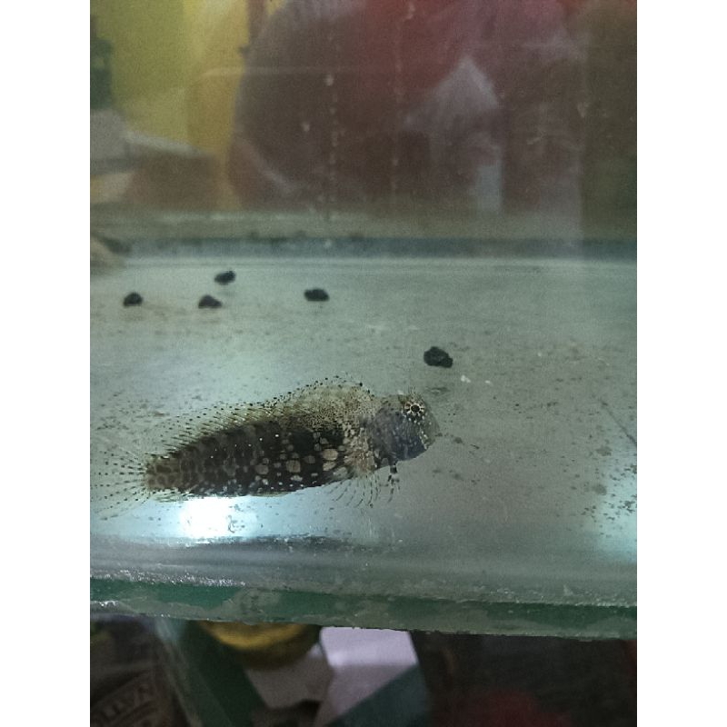 ikan jabing glodok