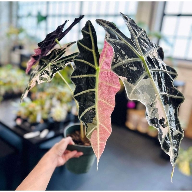 Alocasia Amazonica Pink Variegated Tanaman Hias Alocasia Amazonica Variegated Tanaman Hias Hidup Bun