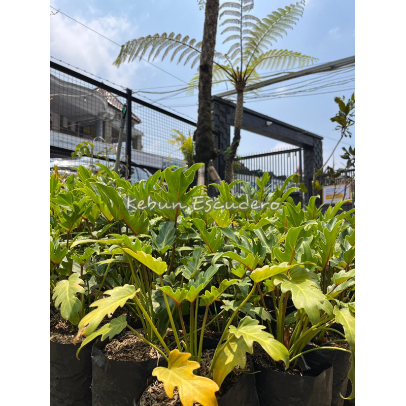 Tanaman Hias Philodendron Xanadu / Philo Xanadu