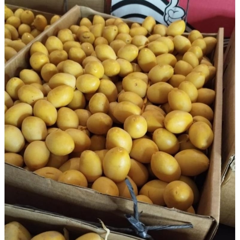 

Kurma Muda Promil FRESH Khusus Lampung