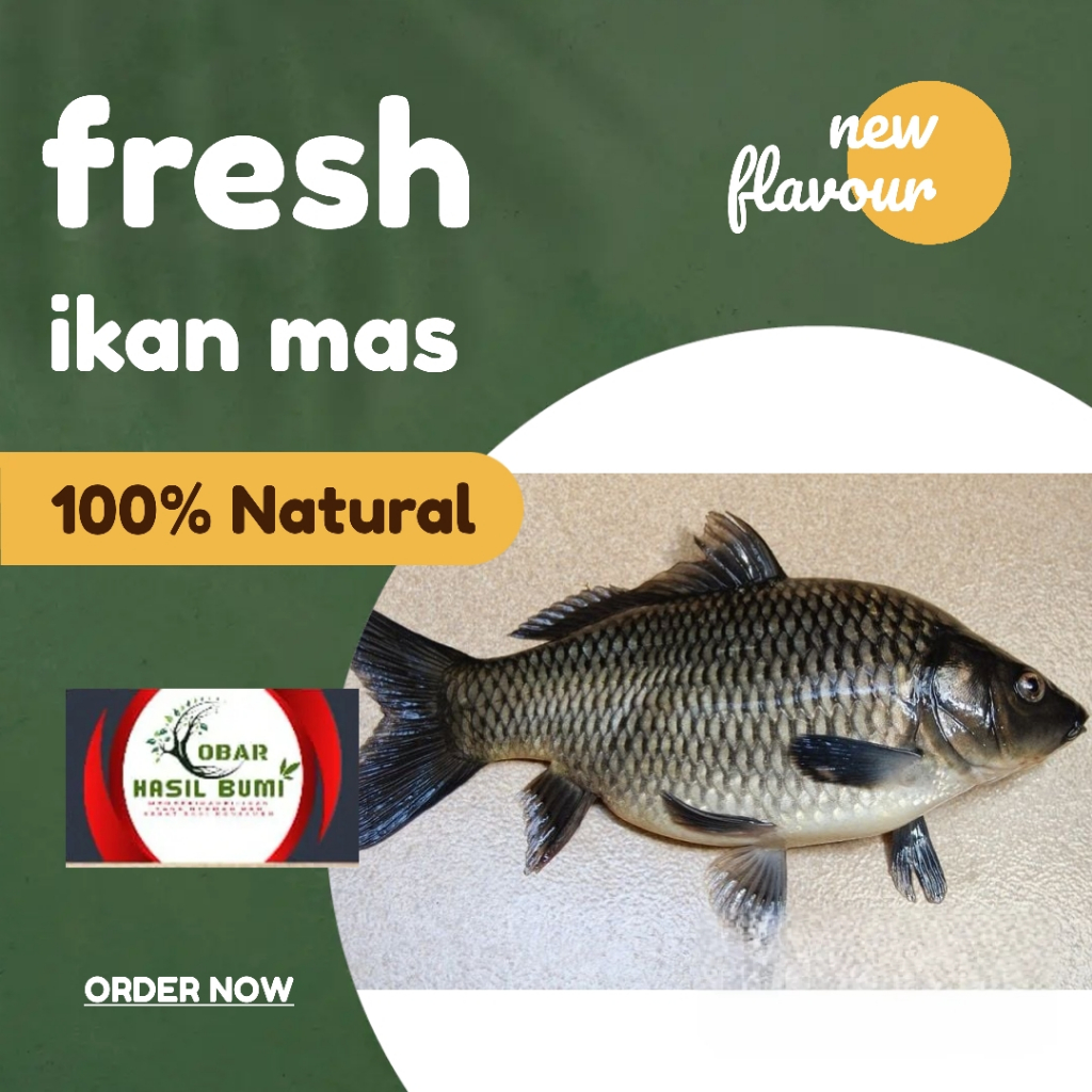 

Kirim instan ikan mas segar 1kg murah