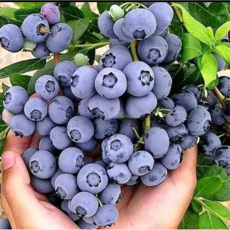 bibit blueberry(jamruid)