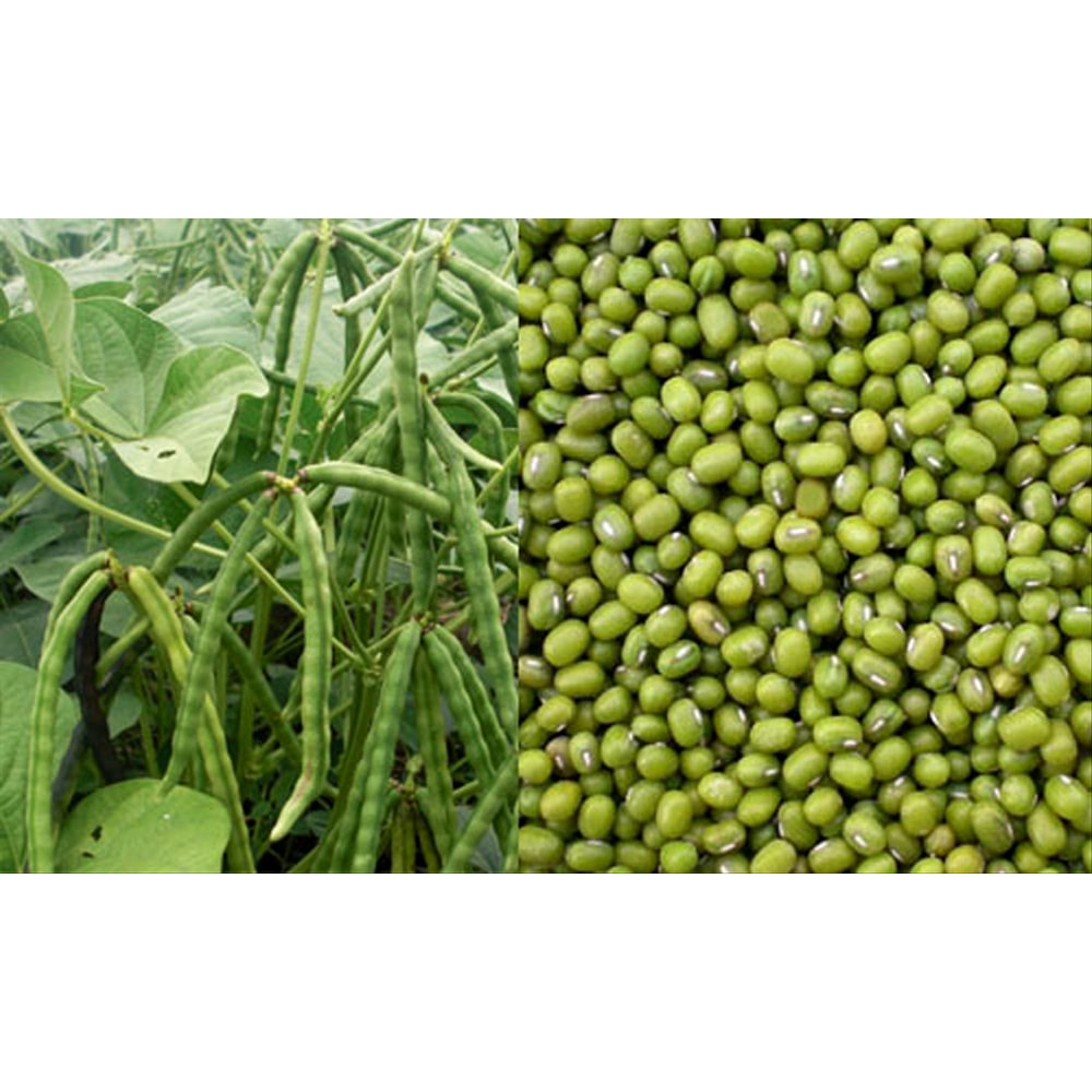 

Kacang Hijau 1kg FRESH