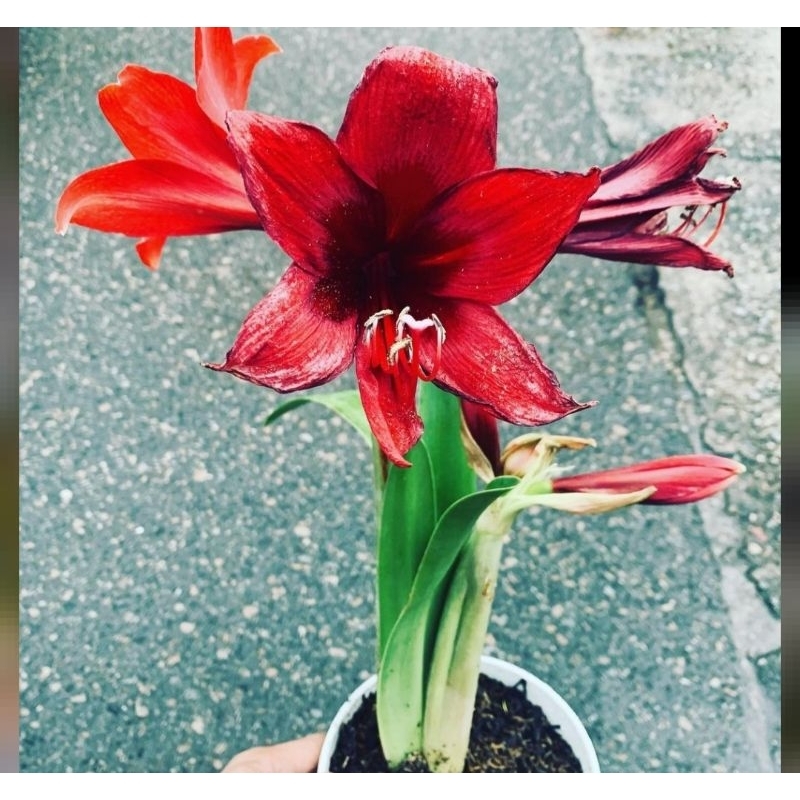 tanaman bakung amarilis-amarilis-amarylis