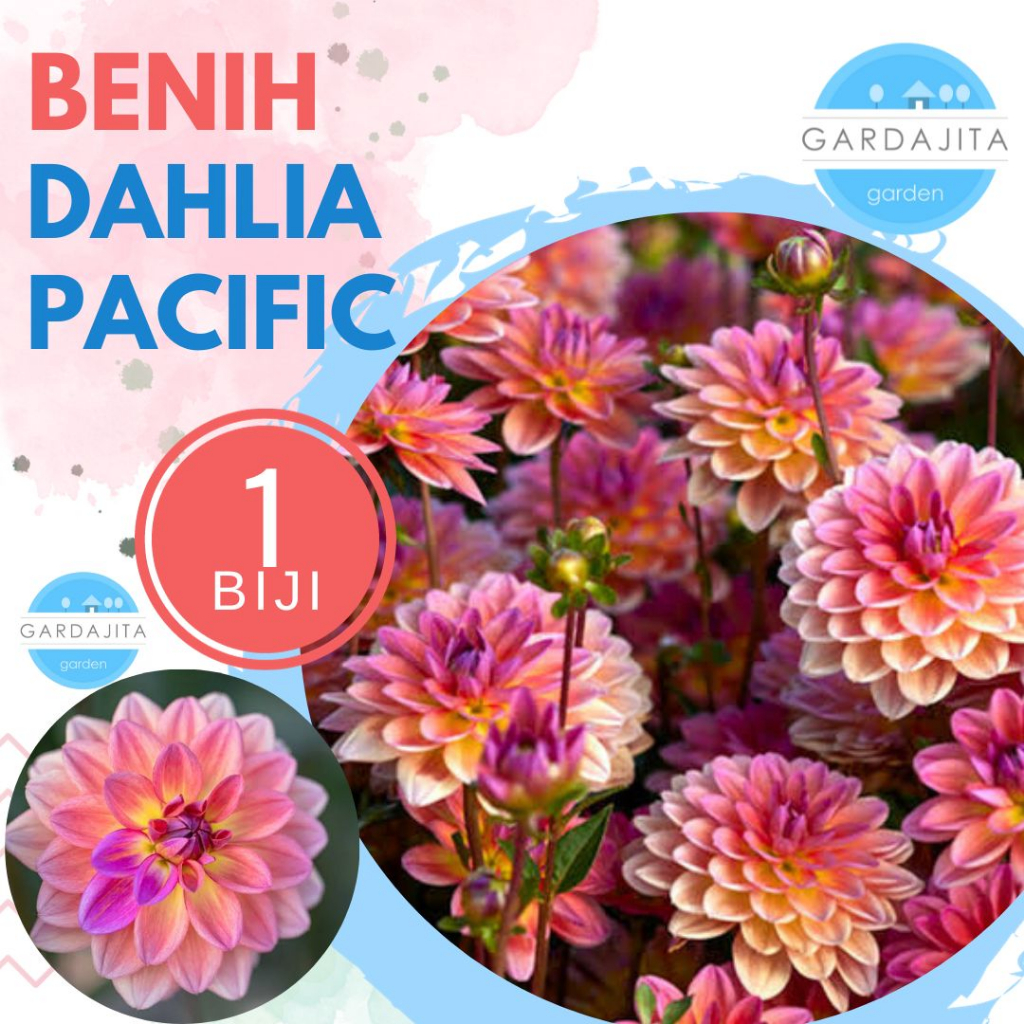 Benih DAHLIA PACIFIC _ Biji Bunga