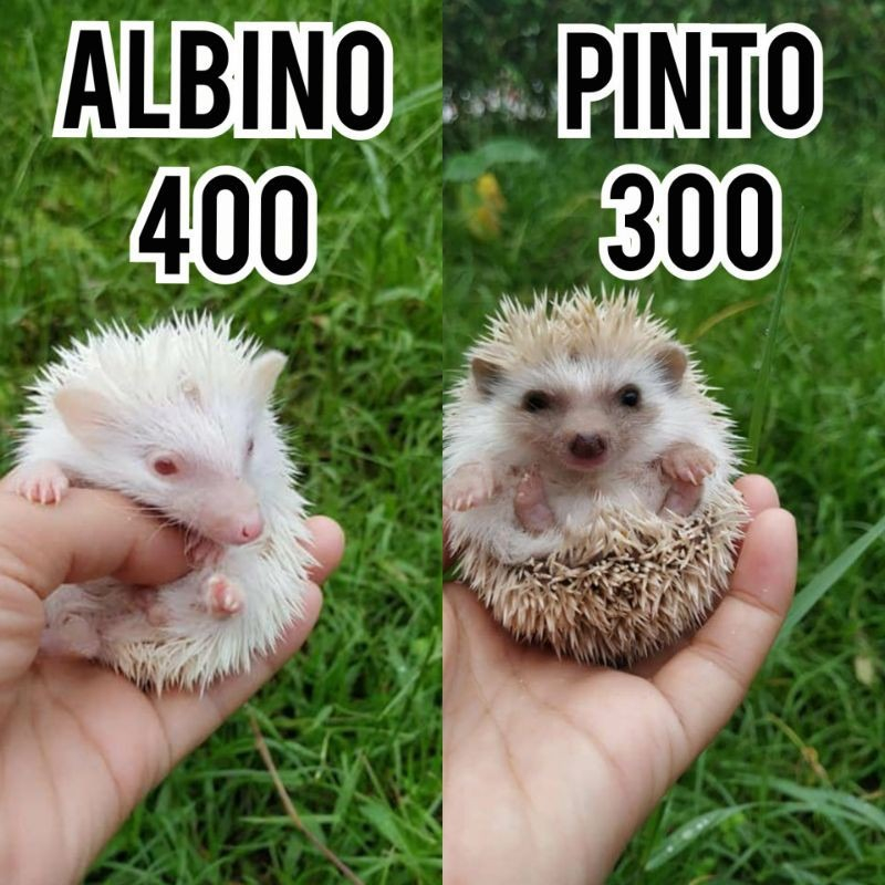 Landak Mini Albino Pinto