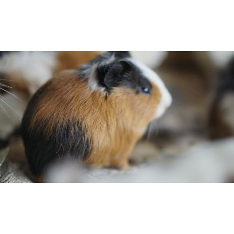 Marmut Lokal bukan Marmut Hias (Guinea Pig/Tikus Belanda)